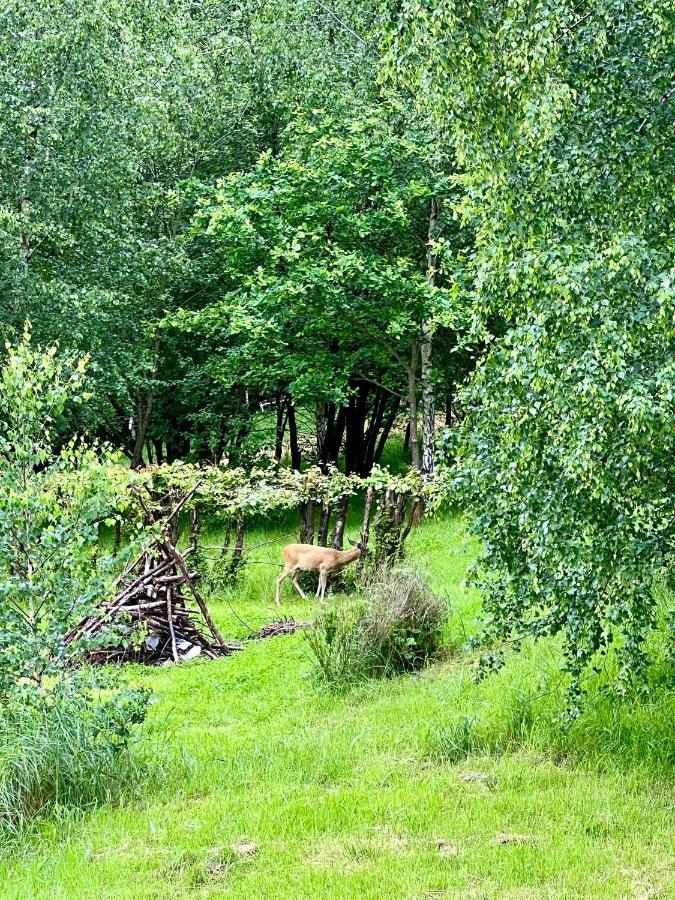 Zacisze Na Podzamczu Leilighet Odrzykon Eksteriør bilde